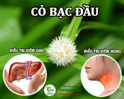 Mua bán cỏ bạc đầu tại huyện Đông Anh có công dụng sát trùng hiệu quả