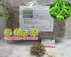 Mua bán cỏ chân vịt tại quận Đống Đa giúp tăng cường sức khỏe