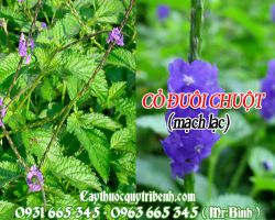 Mua bán cỏ đuôi chuột (mạch lạc) tại quận 6 có tác dụng chữa viêm hầu họng