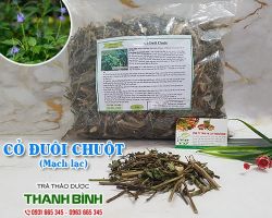 Mua bán cỏ đuôi chuột tại huyện Mỹ Đức hỗ trợ điều trị viêm mủ da