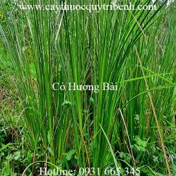 Mua bán cỏ hương bài tại Bắc Giang có tác dụng điều trị lở ngứa
