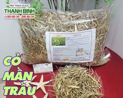 Mua bán cỏ mần trầu tại huyện Phú Xuyên có tác dụng ổn định huyết áp