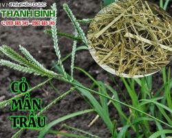 Mua bán cỏ mần trầu tại quận 10 có tác dụng giải độc gan