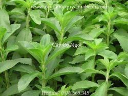 Mua bán cỏ ngọt tại quận 2 giúp phòng ngừa bệnh tim mạch hiệu quả nhất