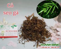 Mua bán cỏ seo gà tại huyện Hoài Đức điều trị cảm nóng, nôn mửa