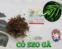 Mua bán cỏ seo gà tại quận 4 có công dụng điều trị bệnh đi ngoài ra máu