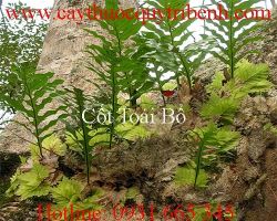 Mua bán cốt toái bổ uy tín tại Vĩnh Long chữa bệnh tiêu chảy rất tốt