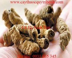 Mua bán củ ba kích tím tại Hà Nội giúp tráng dương hiệu quả nhất