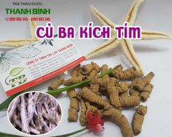 Mua bán củ ba kích tím tại quận 9 có tác dụng tăng cường khả năng cương dương