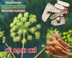 Mua bán củ bạch chỉ ở quận Bình Thạnh có tác dụng trị u bướu
