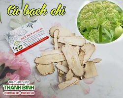 Mua bán củ bạch chỉ tại quận Hoàng Mai chữa xích bạch đới