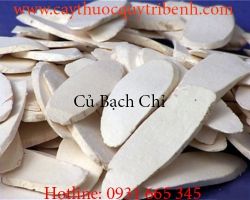 Mua bán củ bạch chỉ uy tín tại Hà Nội có tác dụng điều trị mụn nhọt