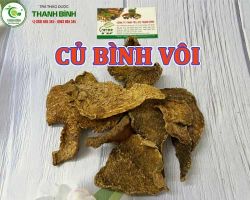 Mua bán củ bình vôi ở huyện Cần Giờ giúp hỗ trợ thuyen giảm bệnh gout