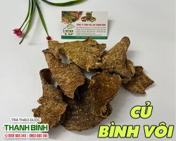 Mua bán củ bình vôi tại huyện Phúc Thọ điều trị hen suyễn khó thở