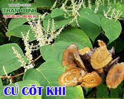 Mua bán củ cốt khí tại quận 4 có tác dụng chữa viêm phổi nhẹ