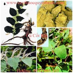 Mua bán củ cốt khí tại quận 4 giúp điều trị phong thấp hiệu quả nhất