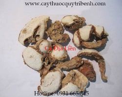 Mua bán củ địa liền tại Bình Định giúp điều trị chứng ăn không tiêu