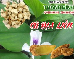 Mua bán củ địa liền tại quận 1 có tác dụng chữa trị ho
