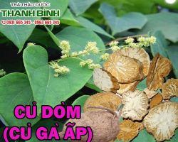 Mua bán củ dòm tại quận 10 điều trị đau bụng kinh niên