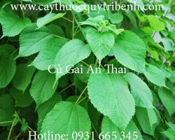 Mua bán củ gai an thai tại Vũng Tàu có công dụng giúp an thai tốt nhất