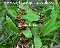 Mua bán củ khúc khắc tại Hà Nội có tác dụng điều trị mụn nhọt mẩn ngứa