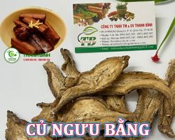Mua bán củ ngưu bằng tại Hà Nội có công dụng tăng sức đề kháng ít bị đau bệnh vặt