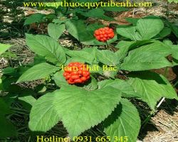 Mua bán củ tam thất bắc uy tín tại Hà Nội có tác dụng trị thống kinh