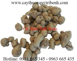 Mua bán củ tam thất nam tại tp hcm uy tín chất lượng tốt nhất