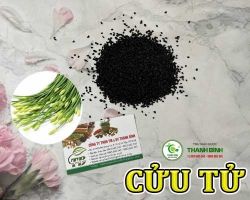 Mua bán cửu tử ( hạt hẹ ) tại An Giang có công dụng giúp cải thiện sức khỏe