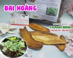 Mua bán đại hoàng tại huyện Sóc Sơn có tác dụng cầm máu