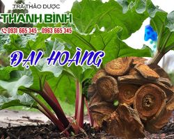 Mua bán đại hoàng tại quận 4 trị mụn nhọt sưng đỏ