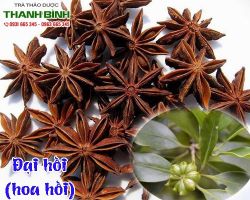 Mua bán đại hồi tại huyện Thanh Oai điều trị đau nhức cơ thể