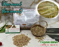 Mua bán đại mạch (lúa mạch) tại huyện Ba Vì giúp giảm viêm mãn tính