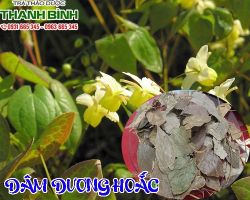Mua bán dâm dương hoắc tại quận 12 có tác dụng tăng cường chức năng gan