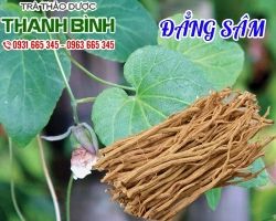 Mua bán đẳng sâm ở huyện Hóc Môn hỗ trợ chữa rong huyết