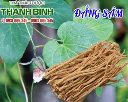 Mua bán đẳng sâm tại quận 4 có tác dụng giúp bổ huyết do thiếu máu