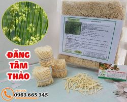 Mua bán đăng tâm thảo tại TP HCM uy tín chất lượng tốt nhất