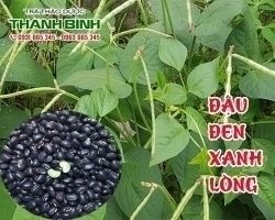 Mua bán đậu đen xanh lòng ở quận Phú Nhuận giúp điều trị mụn nhọt
