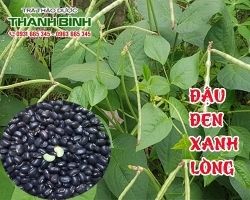Mua bán đậu đen xanh lòng ở quận Phú Nhuận giúp điều trị mụn nhọt