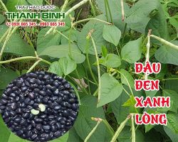 Mua bán đậu đen xanh lòng tại quận 6 có tác dụng chữa táo bón tốt nhất