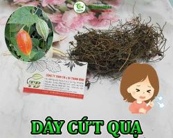 Mua bán dây cứt quạ ở quận Thủ Đức giúp trị liệt sau tai biến