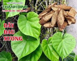 Mua bán dây đau xương ở quận Phú Nhuận trị bệnh phong tê thấp