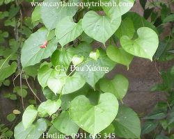 Mua bán dây đau xương tại quận Phú Nhuận điều trị đau nhức xương khớp