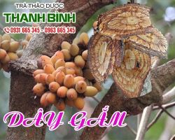 Mua bán dây gắm ở quận Bình Thạnh có tác dụng hạ axit uric máu