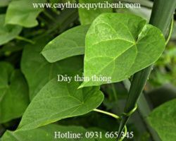 Mua bán dây thần thông tại huyện Hóc Môn giúp chữa trị viêm gan tốt nhất
