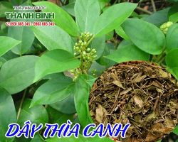 Mua bán dây thìa canh ở quận Phú Nhuận có tác dụng kháng khuẩn