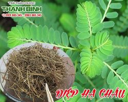 Mua bán diệp hạ châu ở quận Gò Vấp có tác dụng điều trị bệnh táo bón
