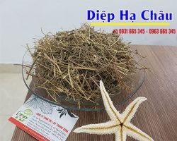Mua bán diệp hạ châu tại quận Đống Đa điều trị mụn nhọt