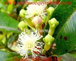 Mua bán đinh hương chất lượng tại Đà Nẵng có tác dụng giảm đau tốt nhất