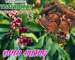 Mua bán đinh hương tại quận 10 giảm căng thẳng mệt mỏi